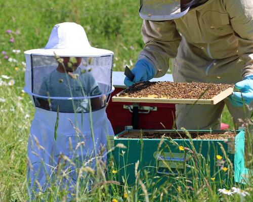 Initiation à l'apiculture